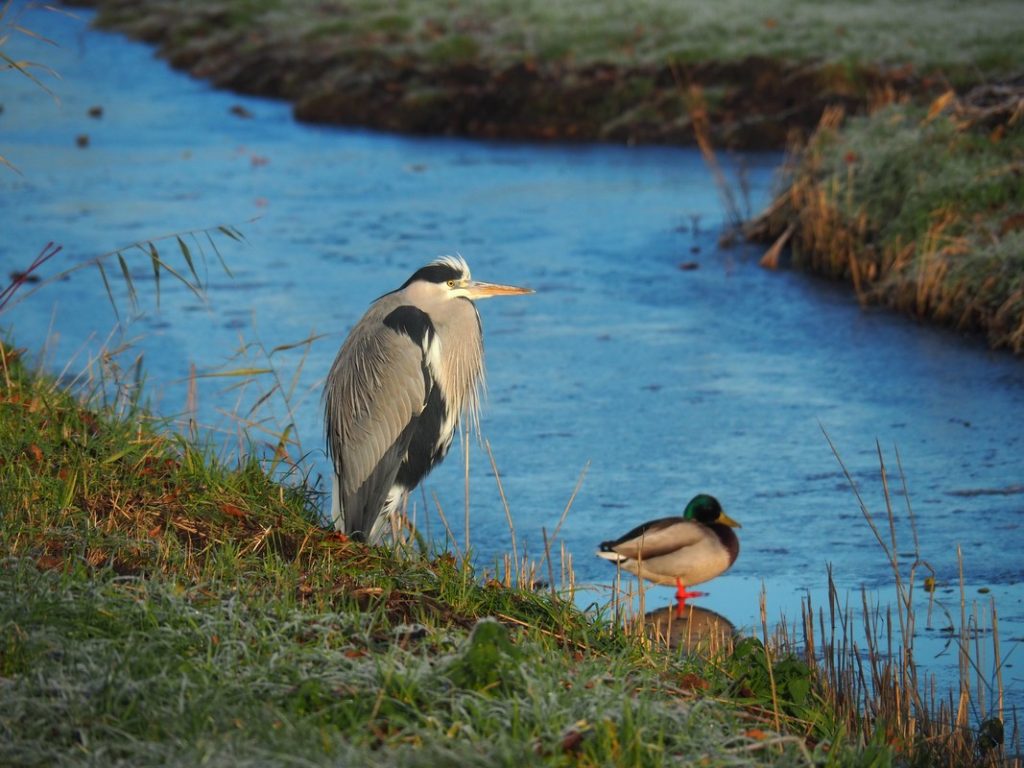 Het Noord-Hollandpad | Long-distance walk from Texel to het Gooi